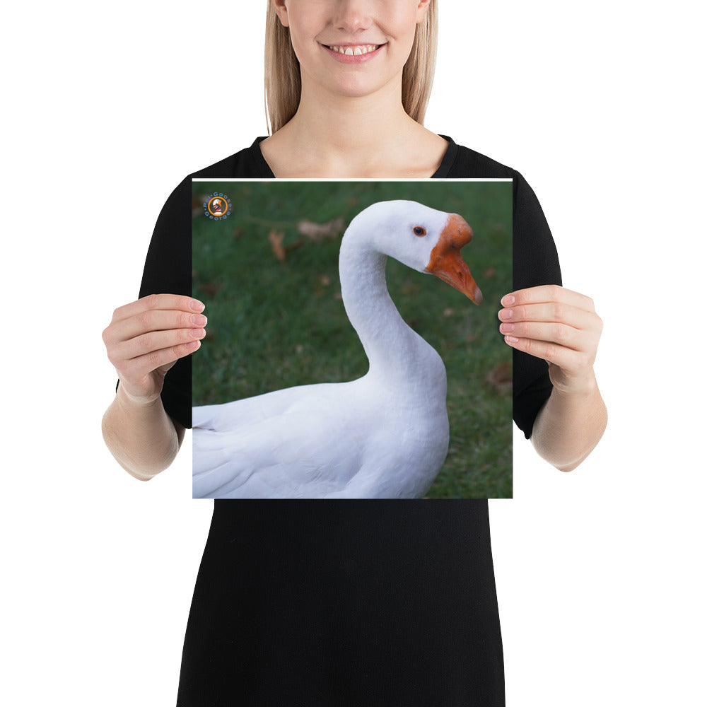 Pet Goose Photo paper poster accessories Pet Goose