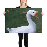 Pet Goose George – Photo paper poster accessories