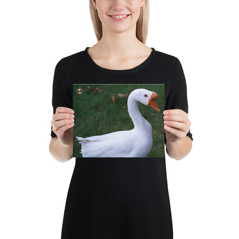Pet Goose George – Photo paper poster accessories
